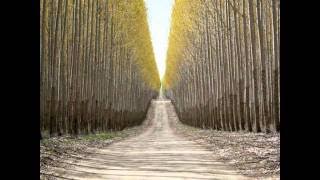 Eldar Mansurov  YOL ( instrumental) By Mika Alfi