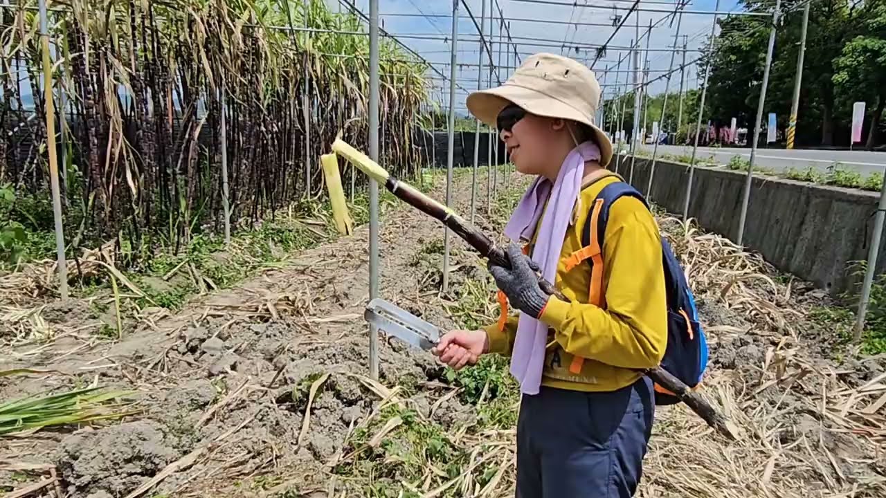 埔里春日祭-採甘蔗削甘蔗吃甘蔗