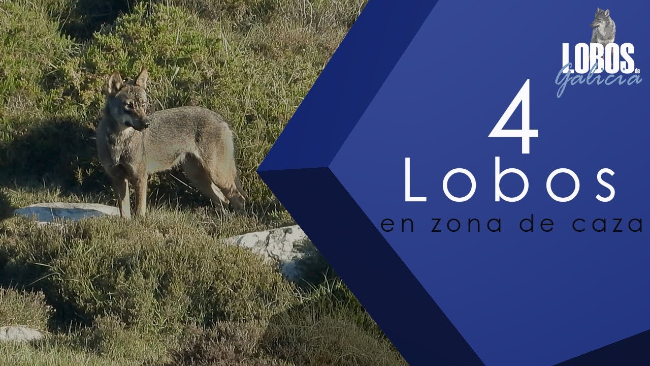 Lobos de Galicia Cuatro Lobos ibéricos en su zona de Caza (Canis lupus signatus)