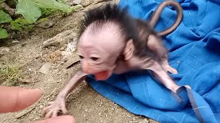 shout..! The baby monkey Cutis cries asking to be held