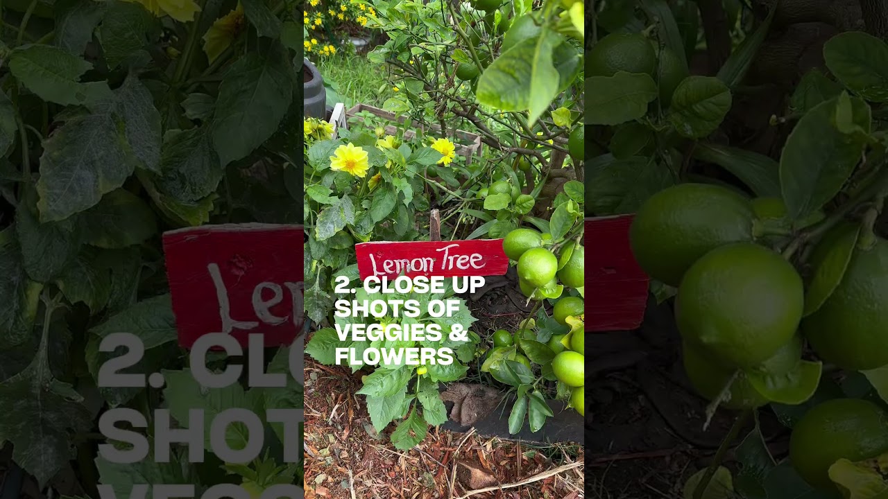 Share Your Gardening Stories - Reground Filming Tutorial