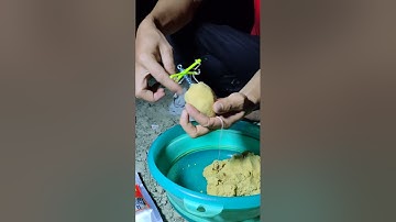 Hướng dẫn cách bóp mồi vào lanxe câu cá mè, đơn giản