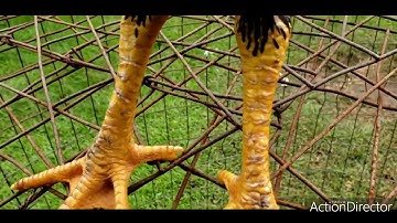 Dragon legs scales nyiam nug tau naw