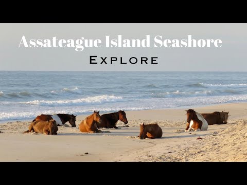 Vídeo: Assateague Island National Seashore