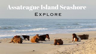 Assateague Island  Maryland, MD  Tour Guide  National Seashore  Wild Horses [4K]