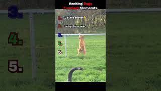 Ranking Dogs Funniest Moments
