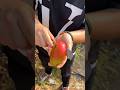 চাইনার সব থেকে মজার ফল আম😍🤩🥰 #facst #fruit #amazing #banglafacttube #mangofruit