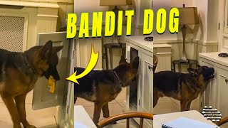 Dog Manages to Steal Some Treats
