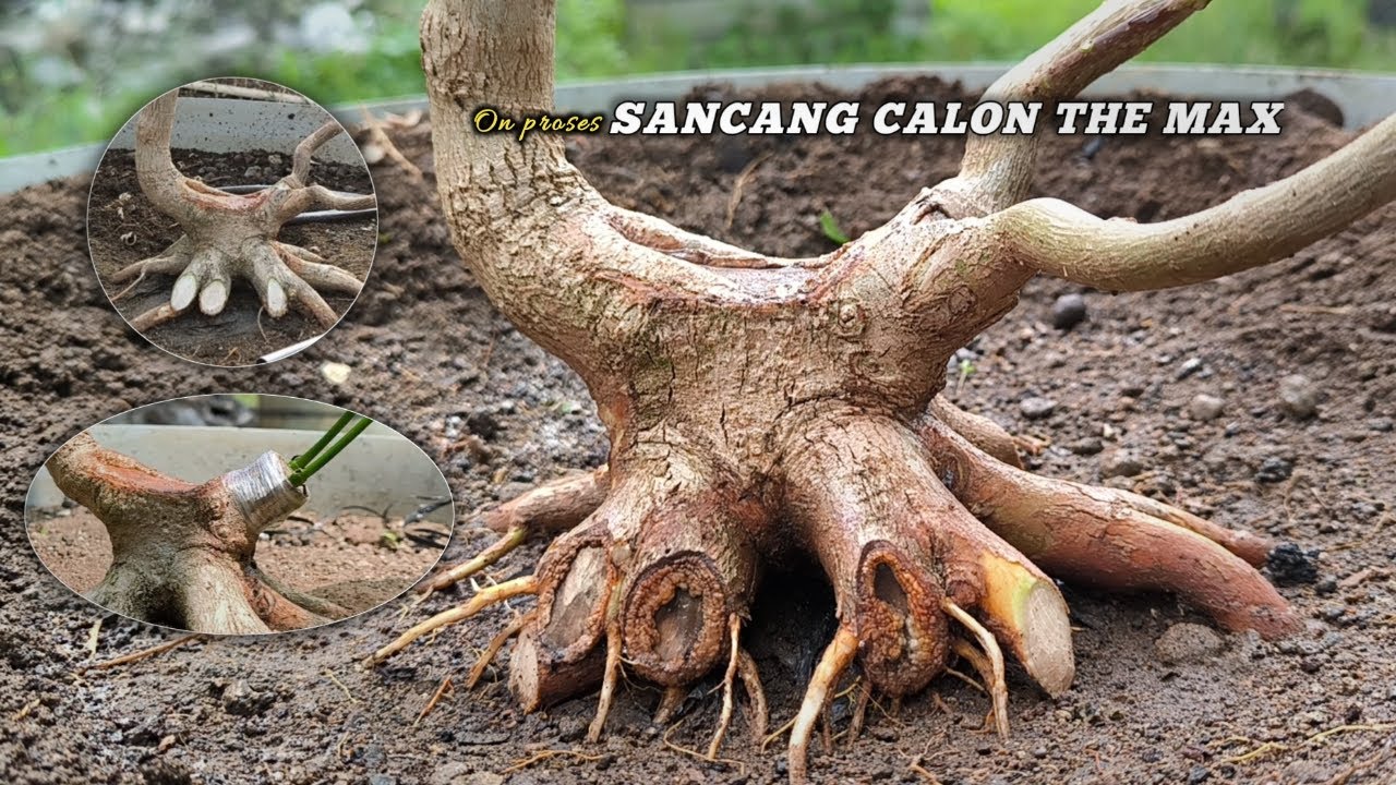 Усовершенствованный процесс изготовления бонсай Sancang Calon The Max