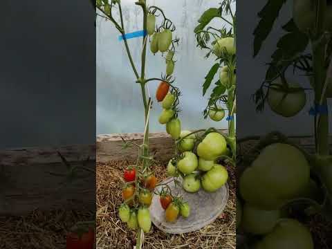 Які сорти та