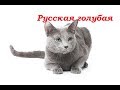 PetLife......Выбор котенка......Русская голубая.....