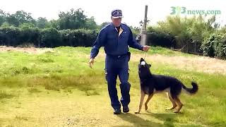 お手柄警察犬、出動に備え常日頃から訓練に励む