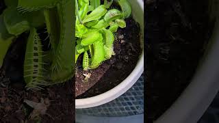 Feeding the Venus Flytrap again!