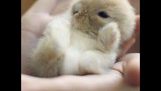 Famous New Minigame On The Hive-The Lab Net Worth