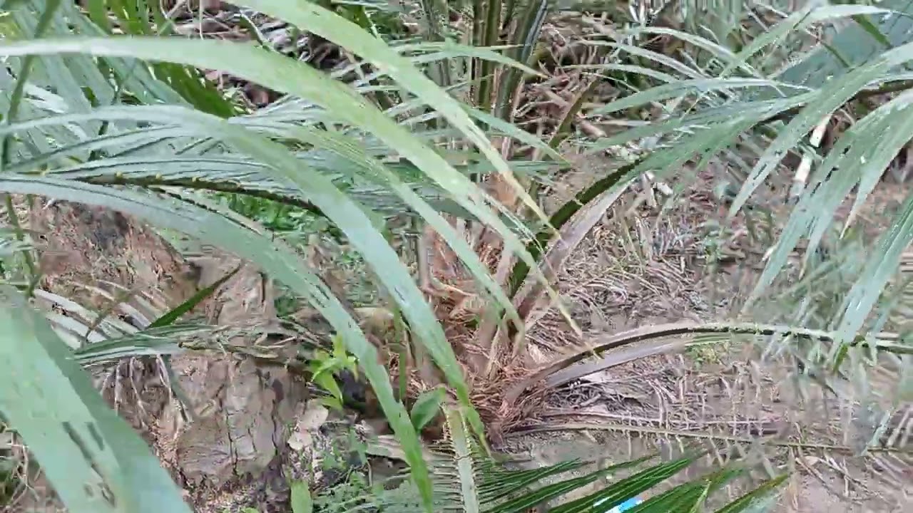 Perkembangan sawit unggul dami mas usia tanam 17bulan..lagi musim kemarau pertumbuhan terhambat..