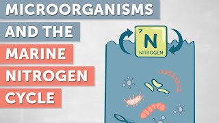 The Role of Microorganisms in the Marine Nitrogen Cycle