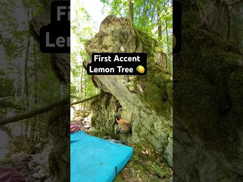 Fa Lemon Tree 🍋                                       #climbing #bouldering #rockclimbing #nature