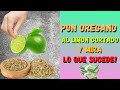 Pon orégano al limón cortado y mira lo que sucede!