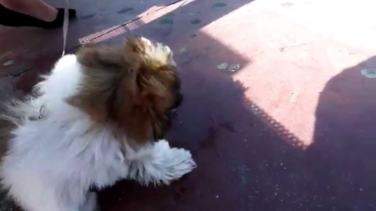 Ein andalusischer Hund YouTube