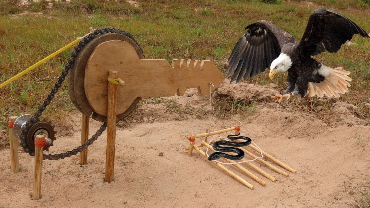 Creative Eagle Trap From Big Key, Snake catch big eagleThat Works 100%