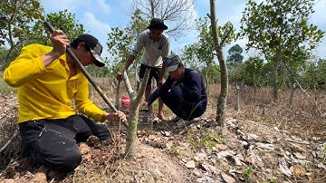 Săn Bắt Chuột Đồng Mùa Khô | hunting | -TT2112