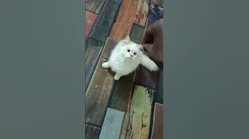 Playing With My Pate 