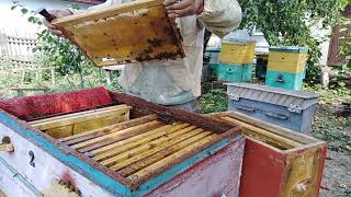 Как подсилить слабый ОТВОДОК пойманным РОЕМ  Пчеловодство для начинающих