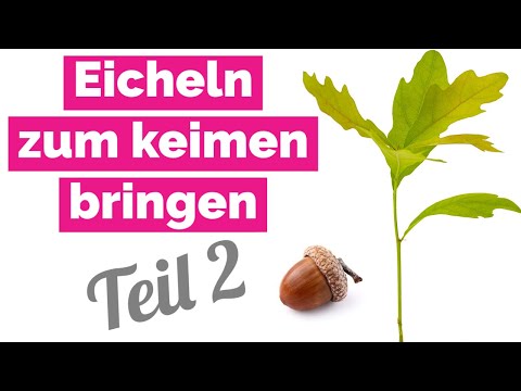 Video: Pflanzen Zum Anziehen Der Liebe. Teil 2