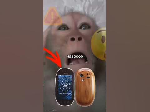 что??? Бобофон?? #реки #бибизян #бибизяны #бибизяна #бобофон - YouTube