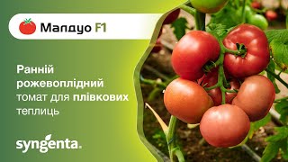Малдуо &mdash; ранній рожевоплідний томат для плівкових теплиць
