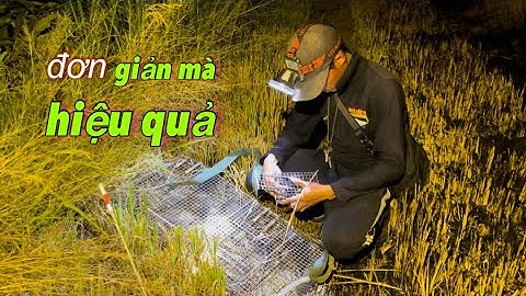 Hướng Dẫn Cách Đặt Bẫy Chuột Không Cần Mồi Nhử Mà Vẫn Rất Hiệu Quả | miền quê Tiền Giang