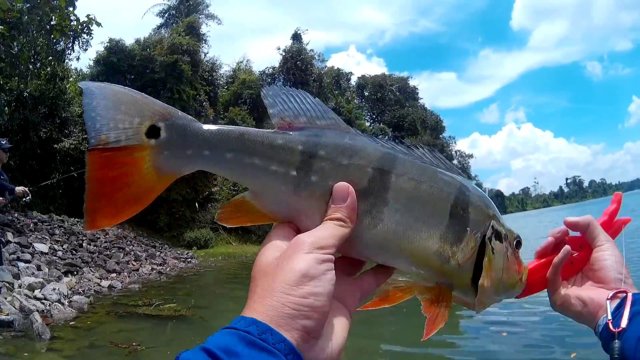 Singapore Lower Seletar Reservoir Fishing for Peacock Bass