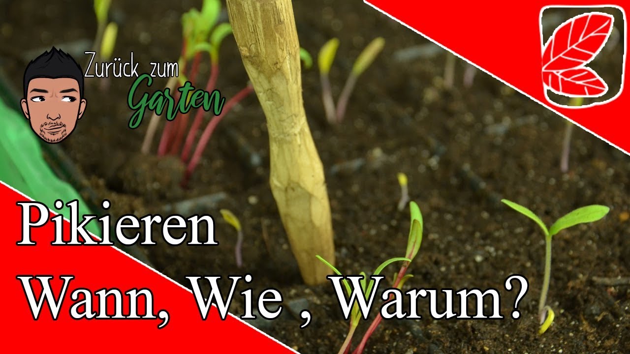 Wie pikiert man Jungpflanzen richtig? YouTube