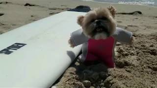 Munchkin tries surfing