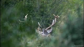 Lying red stag (20-pointer) and his mighty roaring /Zaľahnutý jeleň (20-torák) ručiaci mocným hlasom