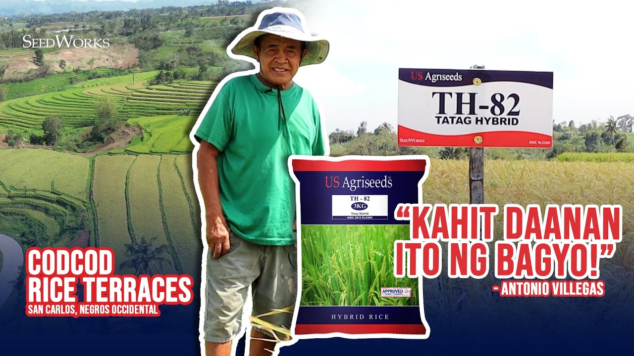 Th82 Hybrid Rice 🌾 Matibay sa Bagyo! | TH-82 Tatag Hybrid Testimonial by Antonio ...