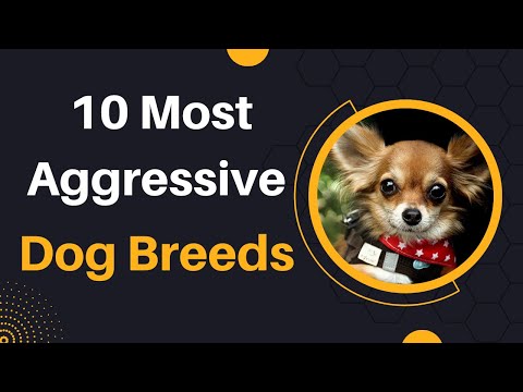 Video: 10 visbiežāk agresīvās suņu šķirnes: temperamentu vērtējumi un informācija