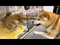 柴犬子犬の生後1か月誕生日にいよいよ母柴犬が遊びに誘い出しました!