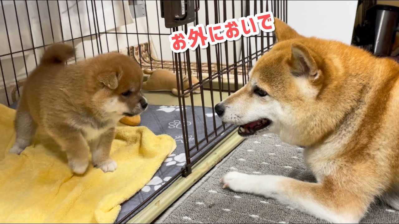 柴犬子犬の生後1か月誕生日にいよいよ母柴犬が遊びに誘い出しました！