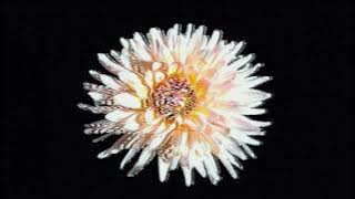 IMANU - Celeste (Visualizer)