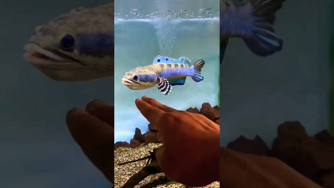 CHANNA PULCHRA JUMBO, BIG SIZE. 