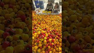 Harvest day hits different when you grow it yourself!🫑 #agriculture #farming #farmingtips