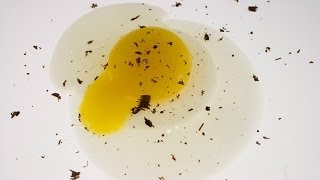 molecular gastronomy molecular egg