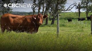 Why Alberta ranchers are passing up free roadside pasture