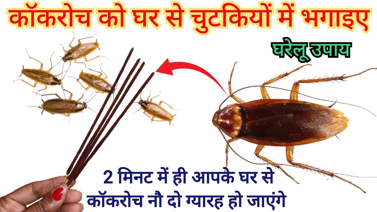 कॉकरोच भगाने का सबसे आसान तरीका 😱 | Cockroach Killer | Remedy | Get Rid Of Cockroach | Agarbatti