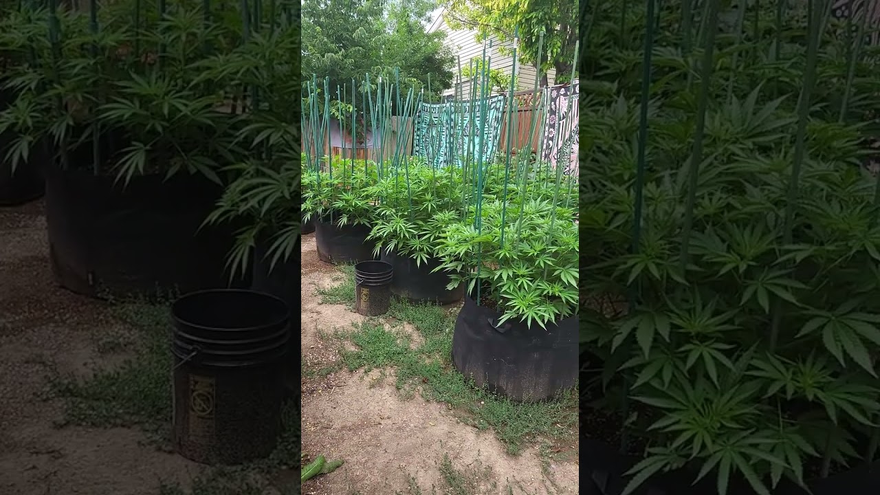 sun grown cannabis. free world genetics +big rootz soil king 🤴 🙏 🙌 🔥