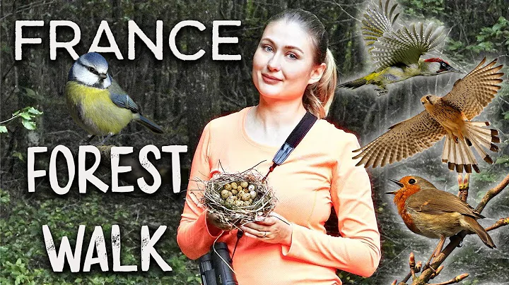 FRANCE - Forest Walk | Nature Wildlife Documentary...