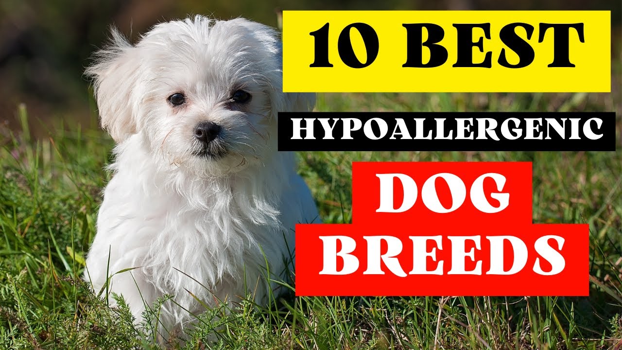 10-best-hypoallergenic-dogs-that-dont-shed-small-dogs-for-first-time
