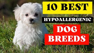 10 Best Hypoallergenic Dogs That Dont Shed (Small Dogs for First Time Owners) Miniature Dogs Hypoallergenic