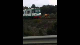 Littorina vs Mucca..Solo in Sicilia - Train&Cow.. Onl